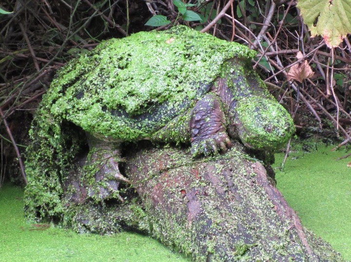 Common Snapping Turtle